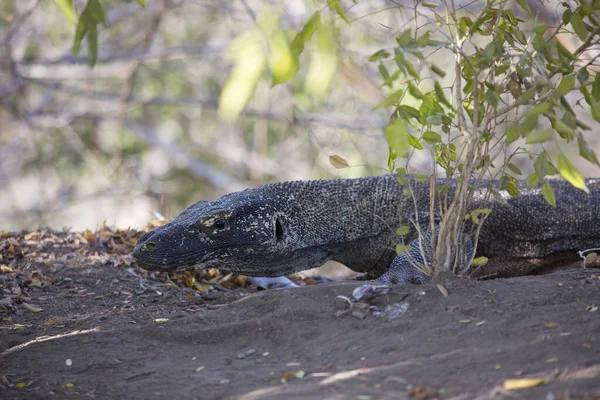 Κοντινό Πλάνο Του Δράκου Komodo Στο Φυσικό Περιβάλλον — Φωτογραφία Αρχείου