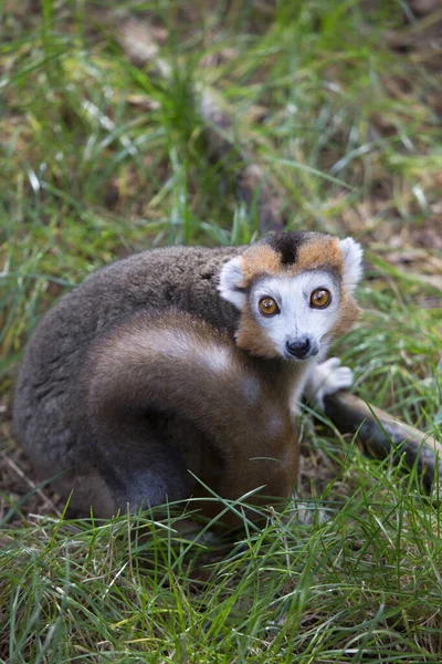 Lêmure Coroado Eulemur Coronatus Zoológico — Fotografia de Stock