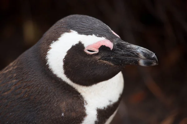 Nahaufnahme Von Niedlichen Pinguin — Stockfoto