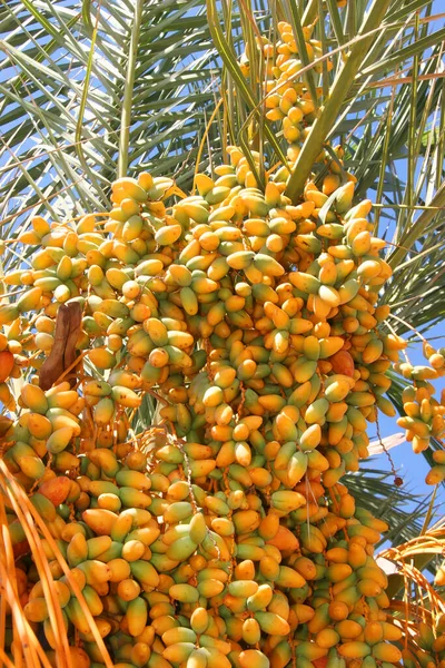 Güzel bir hurma ağacının yakın çekimi.