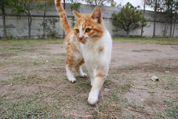 路上で可愛い猫の姿を見て — ストック写真