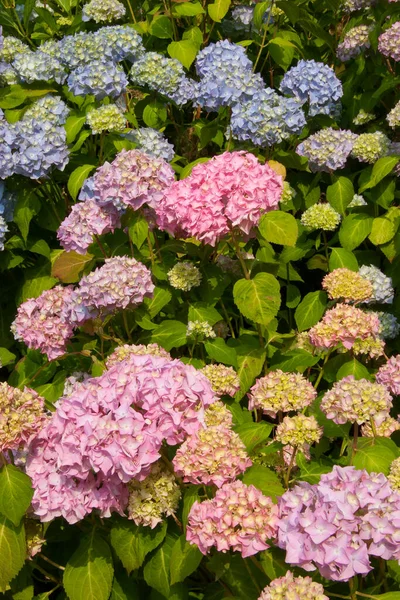 Vacker Trädgård Sommaren — Stockfoto