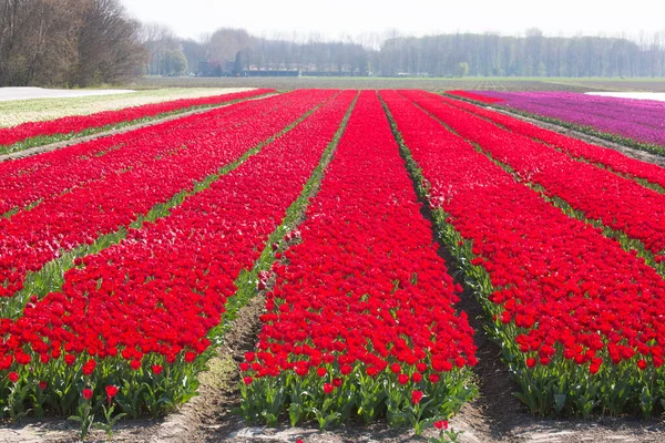 Rozległe Pole Kwiatowe Rzędami Czerwonych Tulipanów — Zdjęcie stockowe