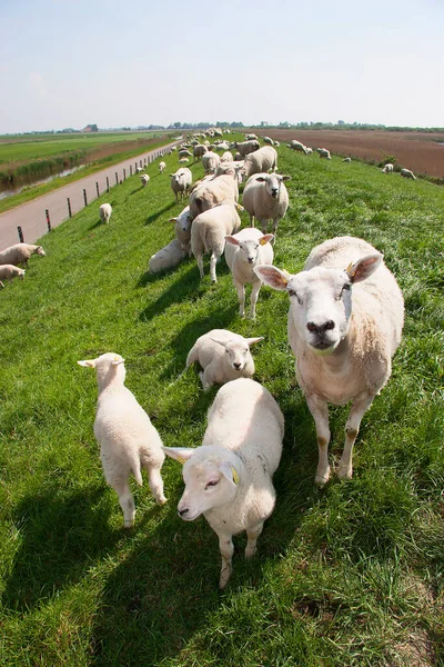 Sheep Grazing Green Meadow — Stock Photo, Image