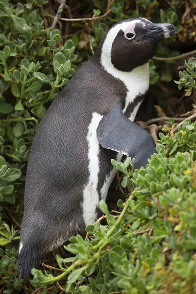 かわいいペンギンの姿を間近で見ることができ — ストック写真