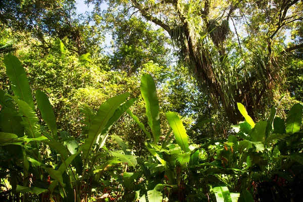 Densa Floresta Tropical Nuvens Com Emaranhado Impenetrável Plantas Chamado Mata — Fotografia de Stock
