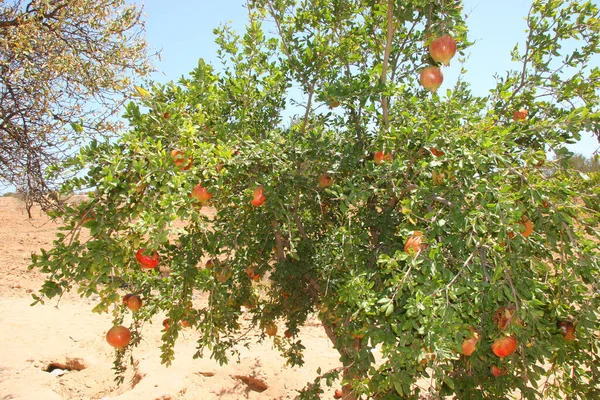 Reife Orangenfrüchte Auf Einem Baum Garten — Stockfoto