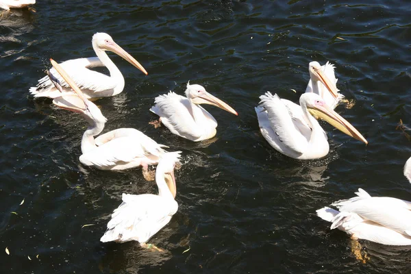 Nehir üzerindeki pelikanlar (Pelecanus onocrotalus)