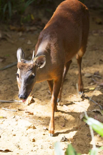 Red Brocket Mazama Americana Caminhando Através Rodadas Longo Cerca — Fotografia de Stock