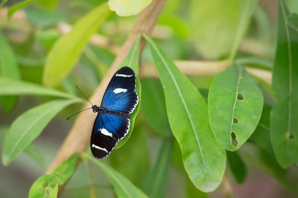 Farfalla Seduta Una Foglia Verde — Foto Stock