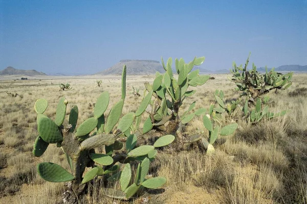 Plantas Verdes Deserto — Fotografia de Stock