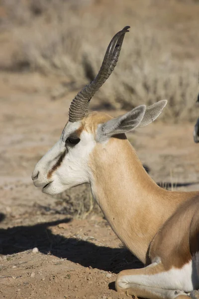 Springbok Antidorcas Marsupialis Spacery Wypas Suchych Łąkach Pustyni — Zdjęcie stockowe