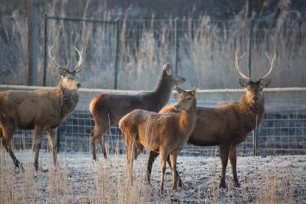 Landscape Doe Herd Red Deer Cervus Elaphus — Stock Photo, Image