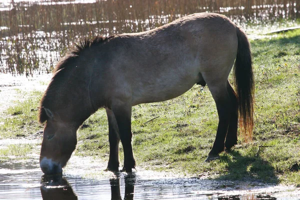 Small Brown Horse Grazing Meadow — Stock Photo, Image