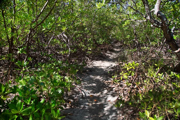 Beautiful View Path Park — Stock Photo, Image