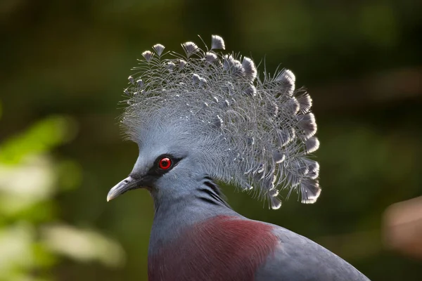 Victoria Kuşu Taçlı Güvercin Yakından — Stok fotoğraf