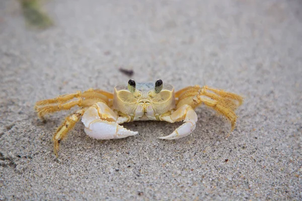 Atlantik hayalet yengeci, Ocypode dörtlüsü alçak gelgitte sahilde yanlamasına yürüyor