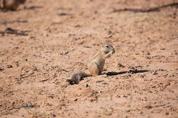 Αποικία Του Ακρωτηρίου Εδάφους Σκίουρος Xerus Inauris Τρώει Και Επιφυλακή — Φωτογραφία Αρχείου