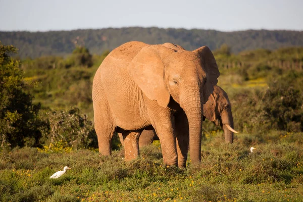 Family Herd African Savanna Elephants Grazing Grass Field Yellow Wild — Stock Photo, Image