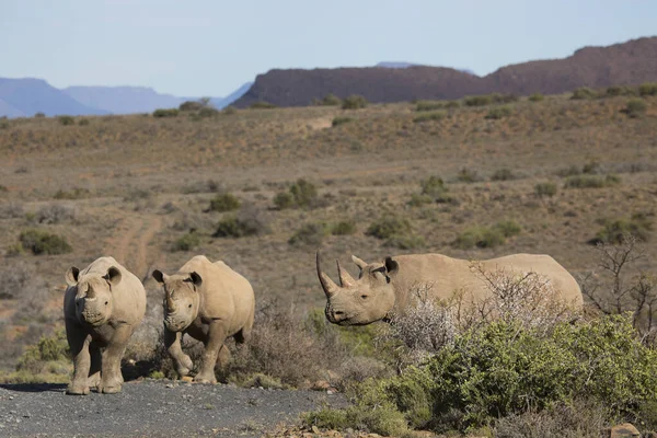 Rhinocéros Lèvres Crochues Noirs Diceros Bicornis Marchant Travers Les Broussailles — Photo