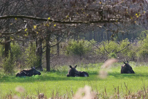 View Moose Wild — стоковое фото