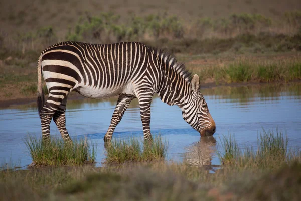Zebra Kenya Szavannájában — Stock Fotó