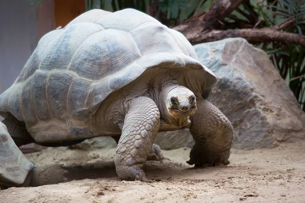 Dev kaplumbağanın yakın görüntüsü