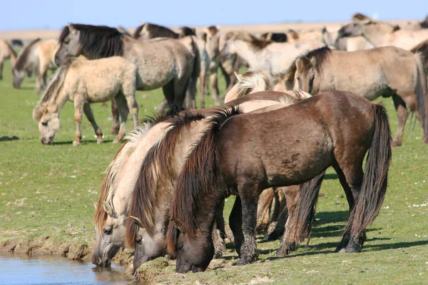 Prachtig Uitzicht Vele Wilde Paarden Buurt Van Rivier — Stockfoto