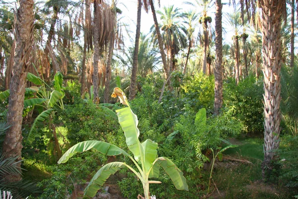 Palmiye ağaçları, tarlalar