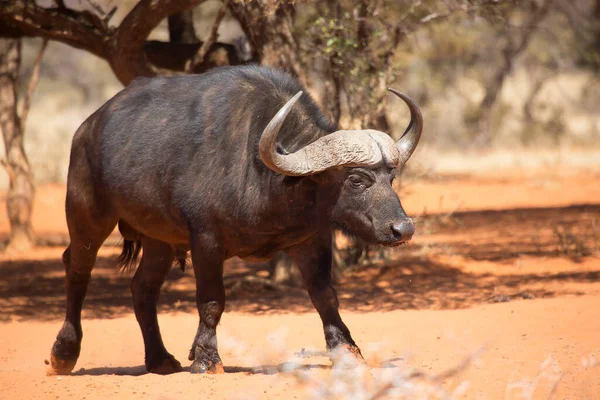 Afrika ya da Cape Buffalo boğası, syncerus caffer, Karoo çölünde kum ve savanada yürüyor.