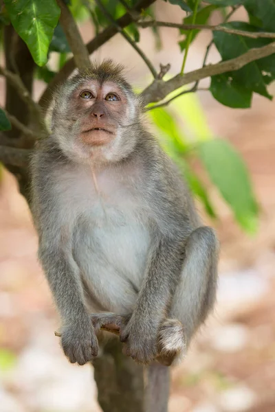 Caranguejo Macaco Cauda Longa Macaca Fascicularis Relaxado Observando Área — Fotografia de Stock