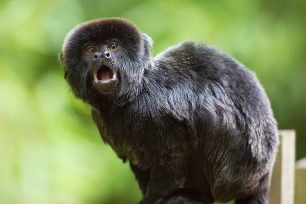 Nahaufnahme Eines Schwarzschwanz Gorillas — Stockfoto