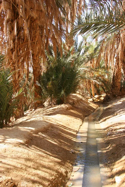 Kilátás Pálmafák Sivatagban — Stock Fotó