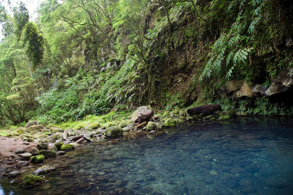 热带丛林中小湖的美丽景色 — 图库照片