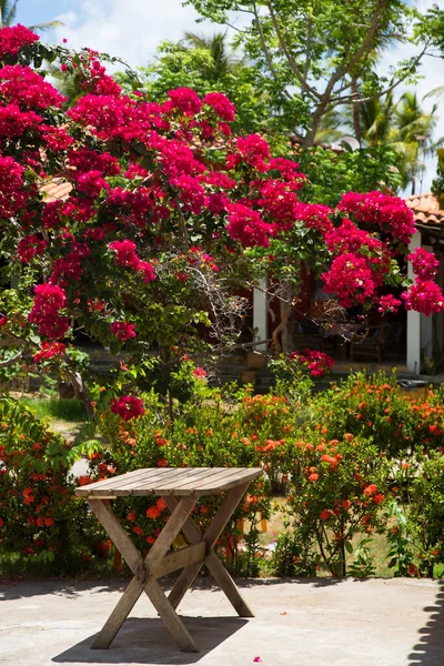 Güzel çiçekler, botanik çekimler