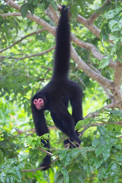 Macaco Aranha Cara Vermelha Ateles Paniscuscaught Habitat Natural — Fotografia de Stock