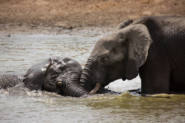 Afrika savanası filleri banyo yapıyor, oynuyor ve kendilerine su ve çamur püskürtüyorlar.