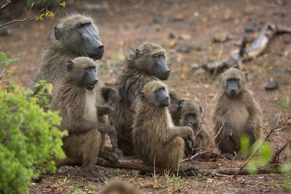Vahşi ortamda şirin babunlar.