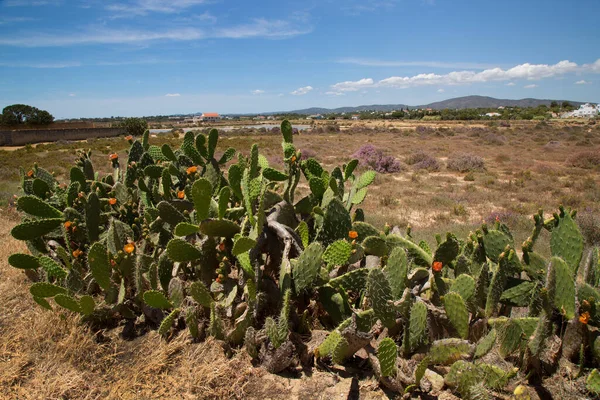 Kum yolu boyunca büyüyen büyük bir kıyı dikenli armut kaktüs grubu