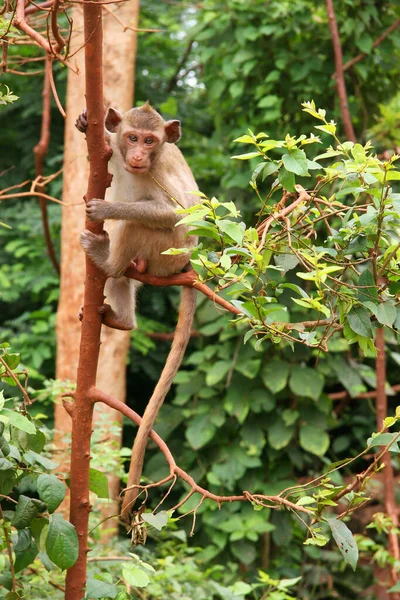 Macaco Selvagem Bonito Floresta Tropical — Fotografia de Stock