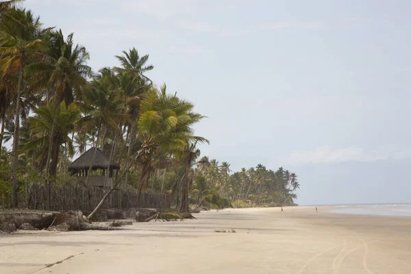 Palmiye ağaçları olan güzel tropikal plaj