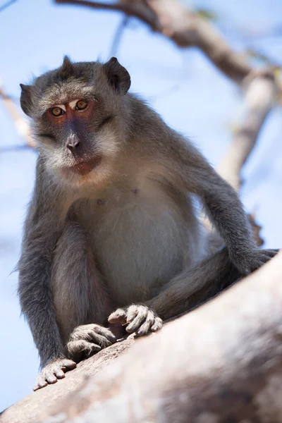 Жратва Длиннохвостый Макак Macaca Fascicularis Расслабленное Наблюдение Районом — стоковое фото