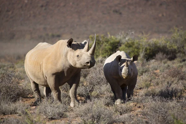 Kara gergedan, Diceros bicornis, Karoo çölü vadisinde alçak çalılıklarda yürüyor.