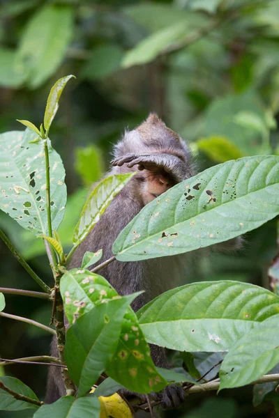 Caranguejo Macaco Cauda Longa Macaca Fascicularis Relaxado Observando Área — Fotografia de Stock