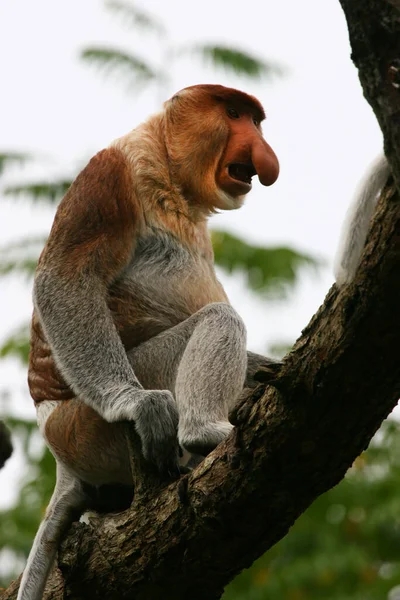 Detailní Záběr Roztomilé Opice Proboscis — Stock fotografie
