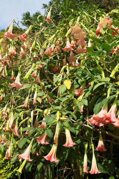 天使のトランペットやブルーマンシア アウレアの花々が茂みにたむろしています — ストック写真