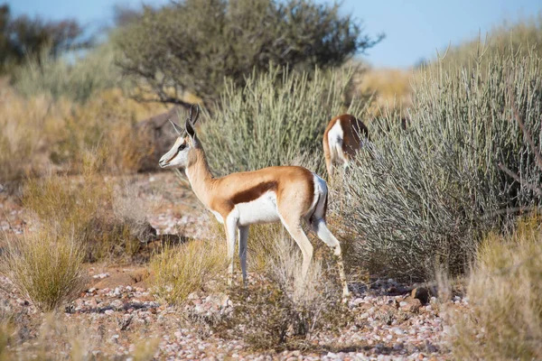 Springbok Antidorcas Marsupialis Græsning Tørre Græsarealer Ørkenen - Stock-foto