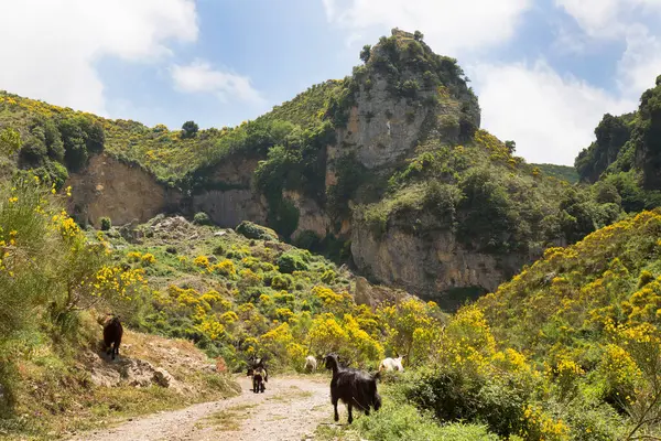 manzara, dağlar ve orman