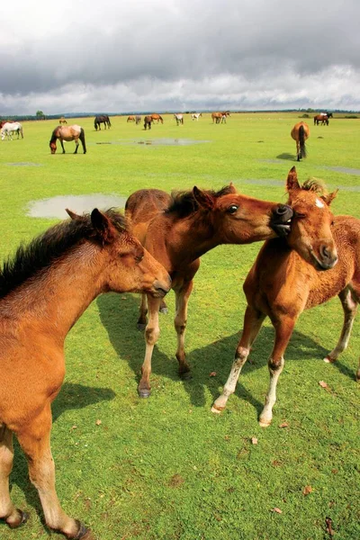 Paarden Wei — Stockfoto