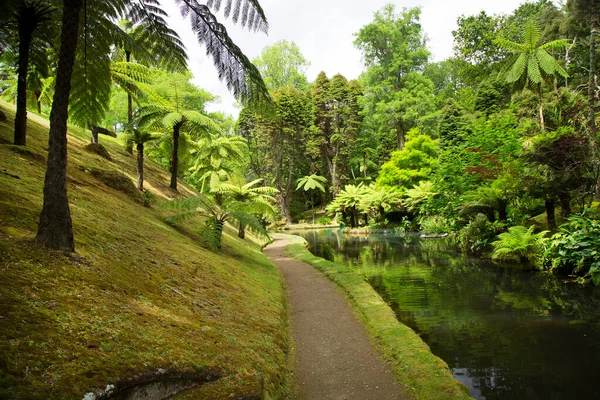 Beautiful Tropical Landscape River Forest — Stock Photo, Image